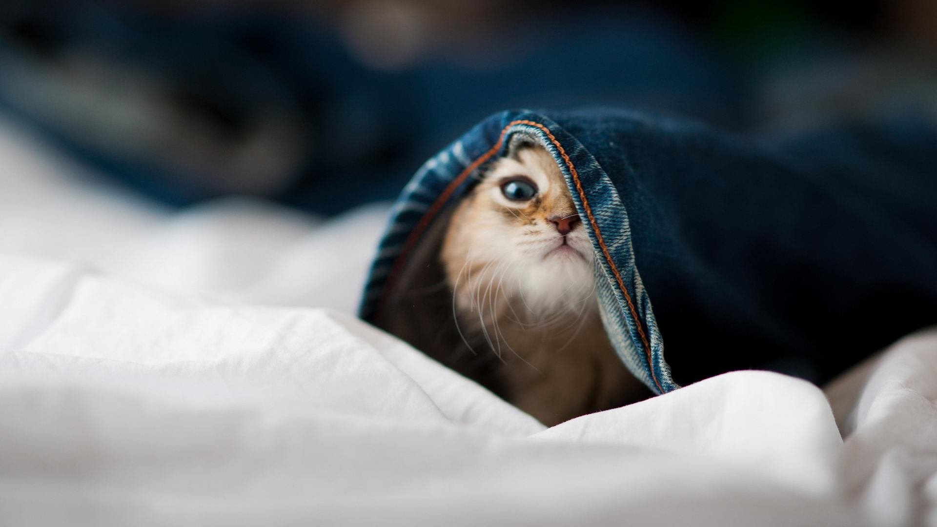 爱游戏官网-新王登基！蒙特卡洛大师赛完胜拉沃尔杯，蒂姆统治全场彰显硬地实力