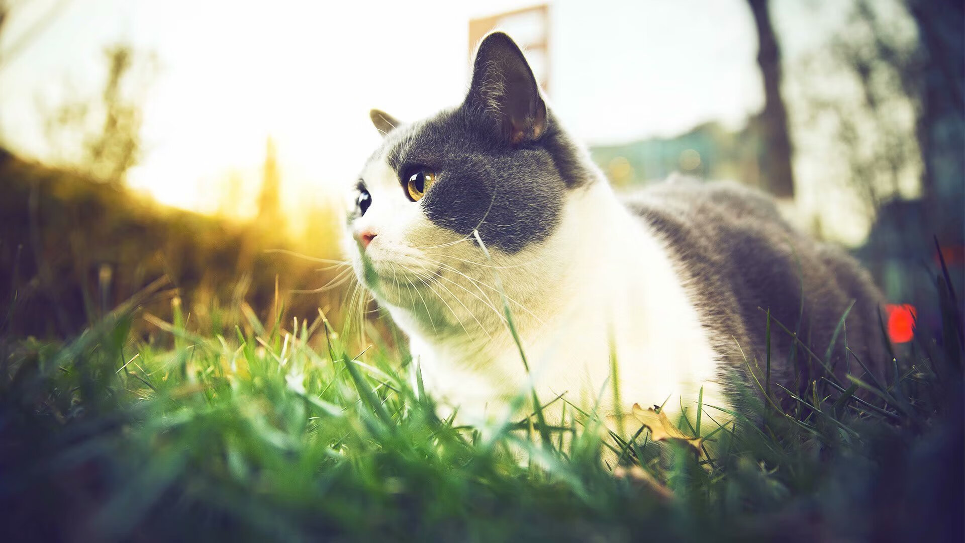 爱游戏-红土未冷，硬地已燃，穆雷在美网重现蒙特卡洛绝杀的时空回响