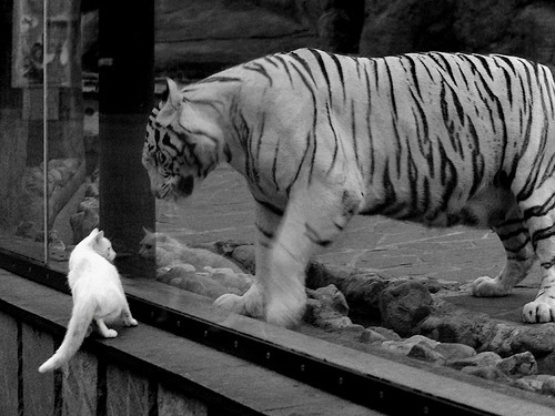 爱游戏入口-周琦31+5+4！一己之力打破血脉压制，山西客场鏖战力克猛龙