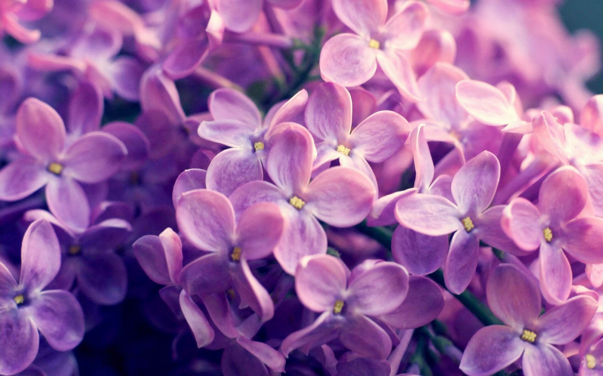 爵士与黄蜂，一场跨越体育与音乐的艺术对决