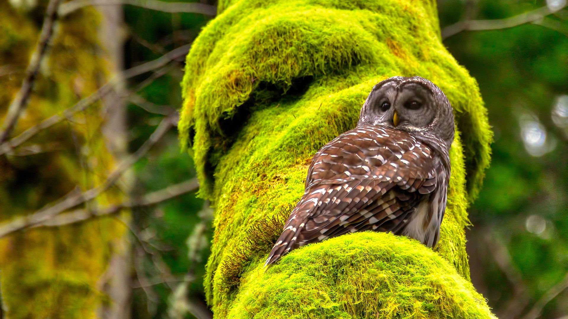 雷恩钢铁防线横扫尤文,拉亚叹息之墙铸就最意外转折