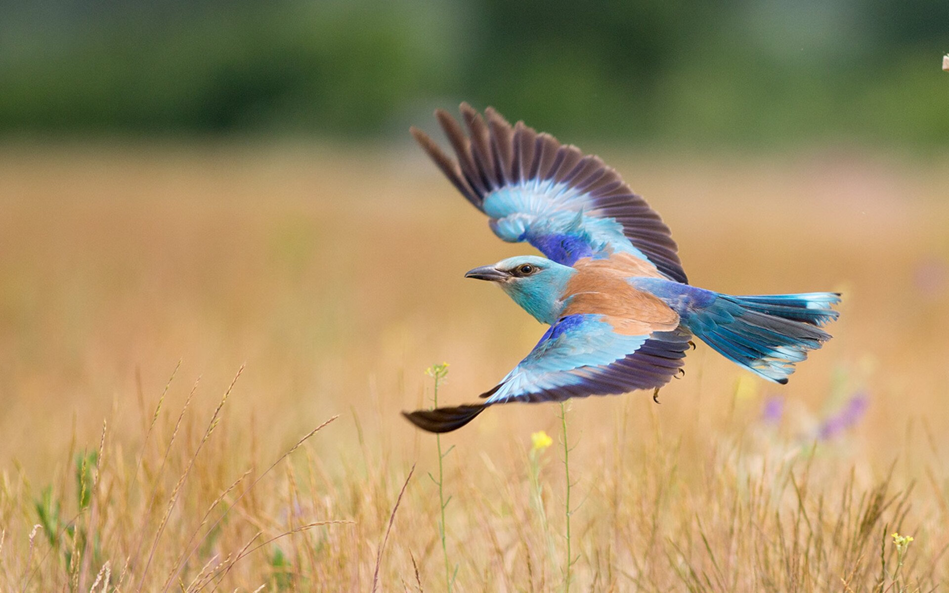 当月光指引球场，哈利伯顿如何成为独一档的进攻指挥官