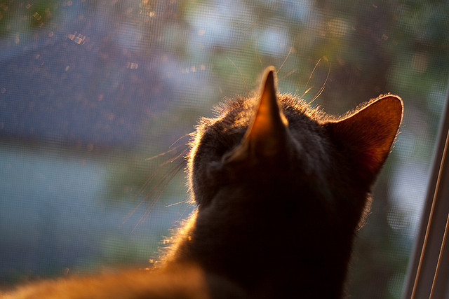 当比利时若日尼奥觉醒，制霸丹麦背后的隐形引擎