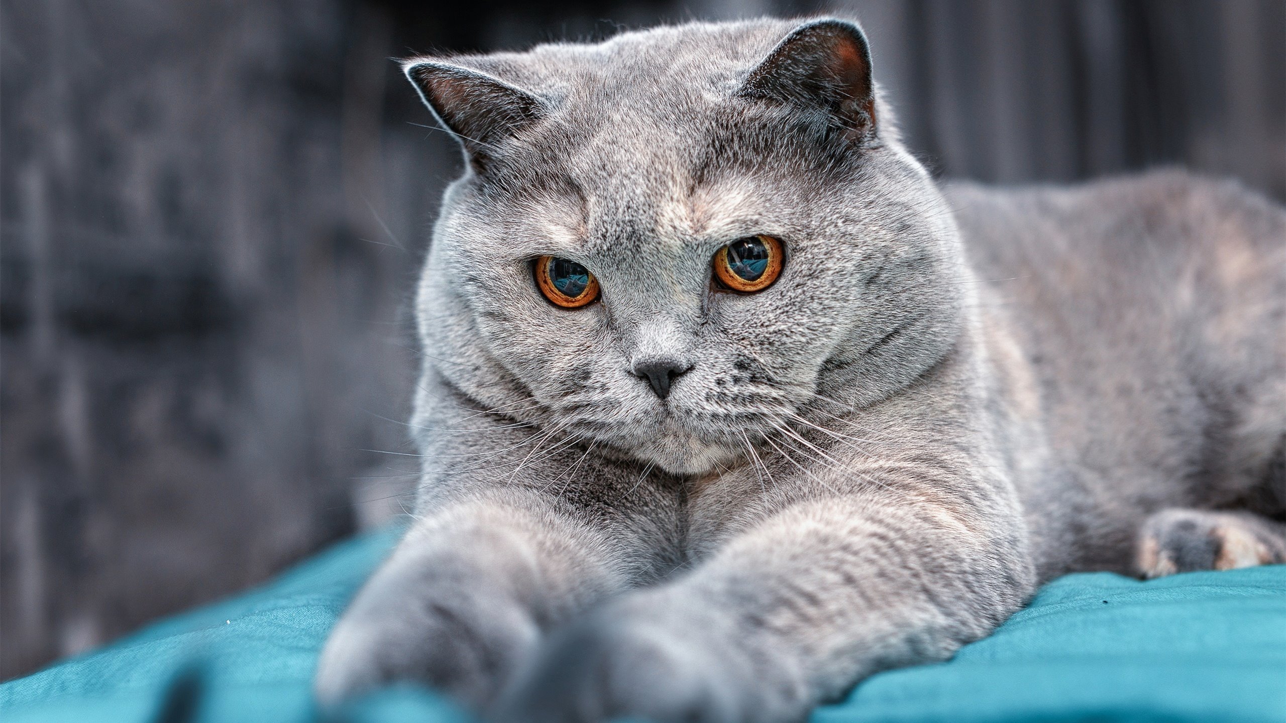 当厄瓜多尔战术板遇上F1数据流，阿圭罗的双重数据战争