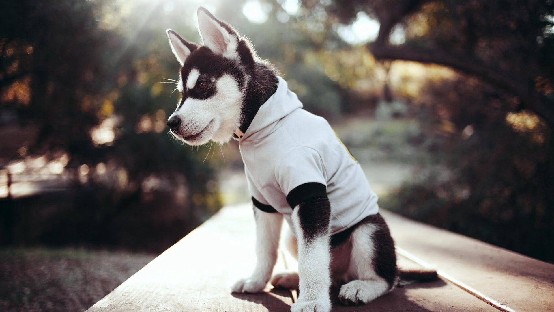 小巨人身躯，钢铁战士心，爱德华兹扛起北京队跨越篮网天险