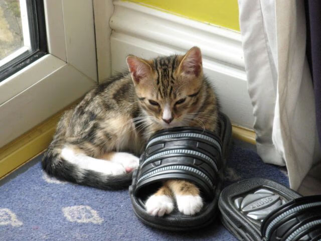 当布克登陆亚平宁，意甲焦点夜的降维打击与美学革命