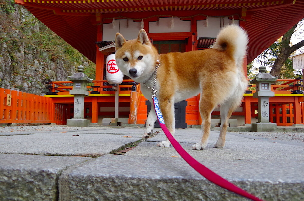 同一夜晚的闪耀，文班亚马惊艳NBA，火箭大胜CBA辽宁