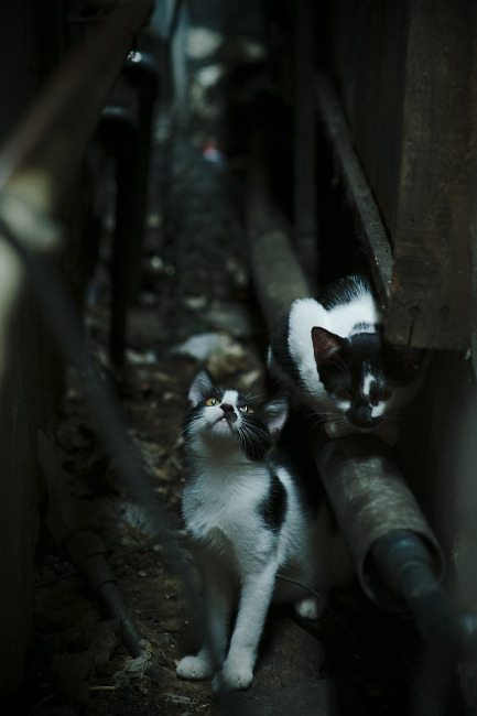 爱游戏体育-法比尼奥的王者时刻，曼城翻盘里昂背后的世界排名争夺战