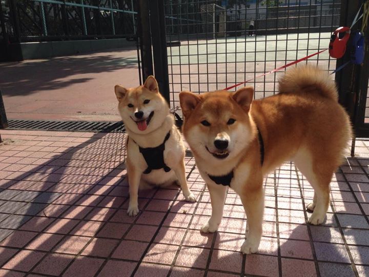 动物星球惊现跨界乱入，当鹈鹕啄伤黄蜂，德罗赞在圣西罗跳起了中投华尔兹