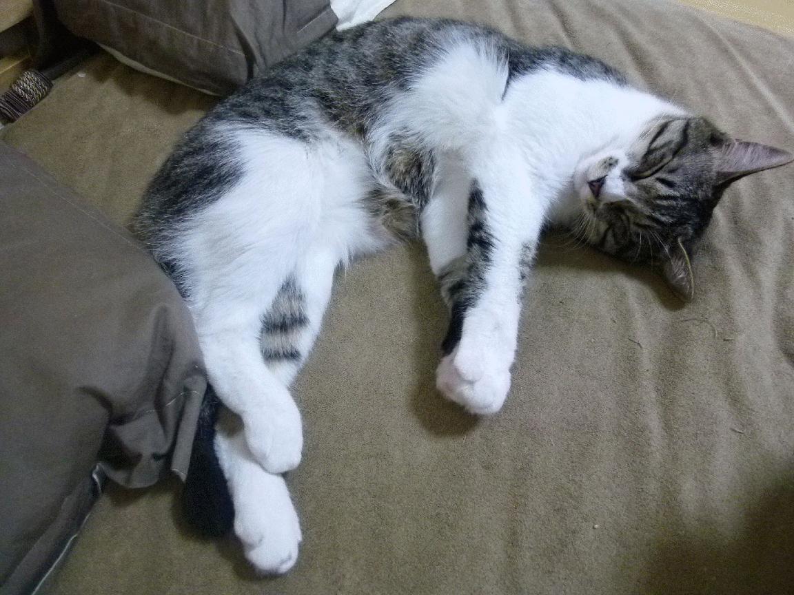 时空暗面下的降维打击，当利拉德用北京队制霸太阳的方式接管季后赛