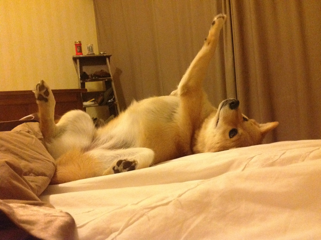 2026世界杯之夜，哈利伯顿个人能力的终极绽放