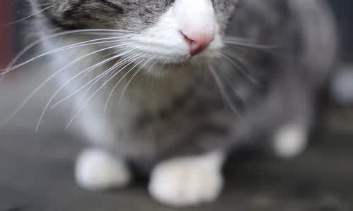 爱游戏入口-沙漠风暴席卷绿茵，伊朗在2026世界杯B组以铁血默契击溃喀麦隆，阿诺德成惊艳奇兵